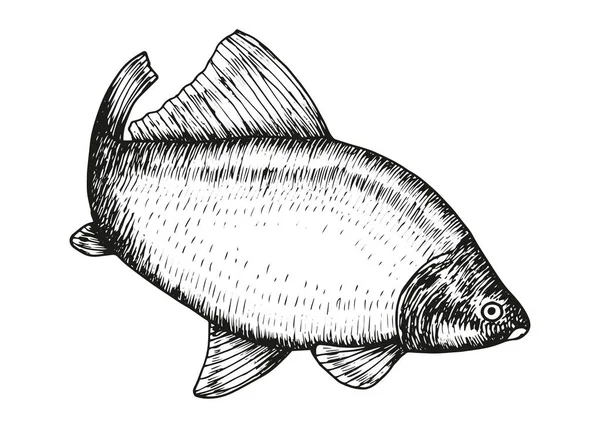 Fisch Hand Zeichenvektor Isoliertes Element — Stockvektor