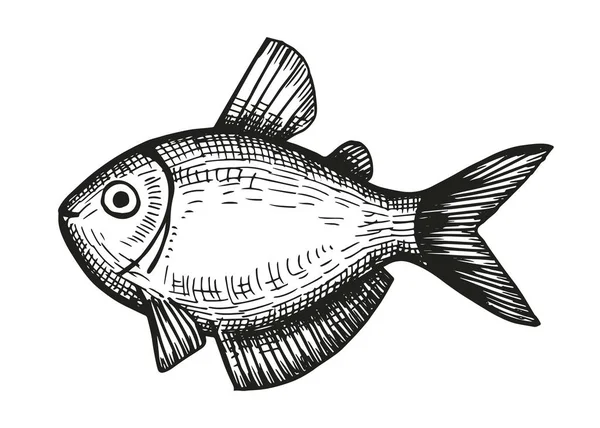 Вектор Рисования Руками Рыб Винтажный Изолированный Элемент — стоковый вектор