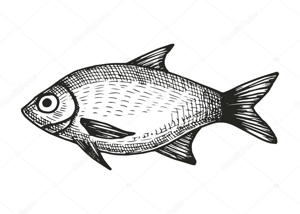 fish hand drawing vector. vintage insulated element.