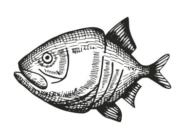 Balık el çizim vektör. Vintage yalıtılmış öğesi.