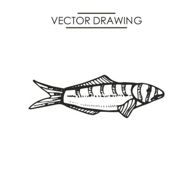 Balık el çizim vektör. Vintage yalıtılmış öğesi.