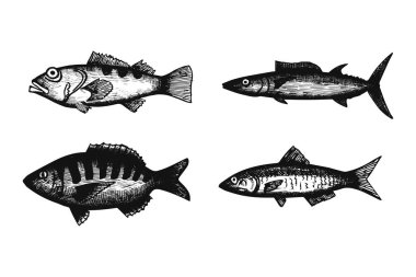 Balık el çizim vektör. Vintage yalıtılmış öğesi.