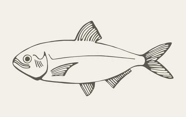 Vettore Disegno Mano Pesce Elemento Isolato Vintage — Vettoriale Stock