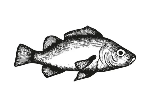 Balık Çizim Vektör Vintage Yalıtılmış Öğesi — Stok Vektör