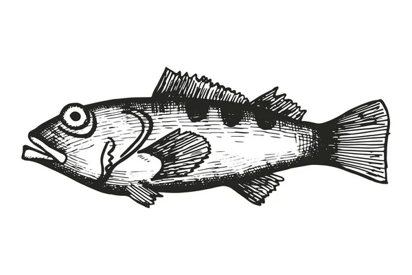 Vettore Disegno Mano Pesce Elemento Isolato Vintage — Vettoriale Stock