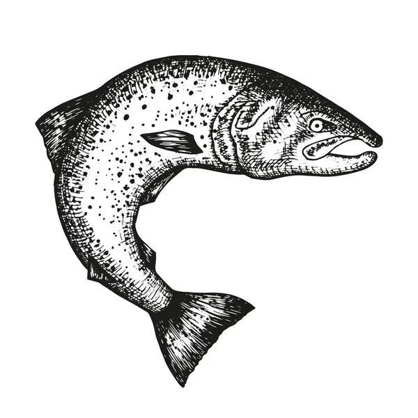 Ψάρια Χέρι Σχεδίασης Διάνυσμα Εκλεκτής Ποιότητας Μονωμένο Στοιχείο — Διανυσματικό Αρχείο