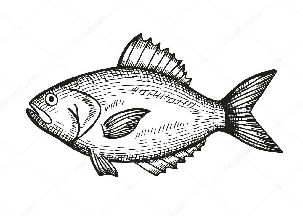 fish hand drawing vector. vintage insulated element.