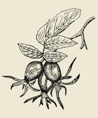 bir şube yapraklarda. izole siluet.