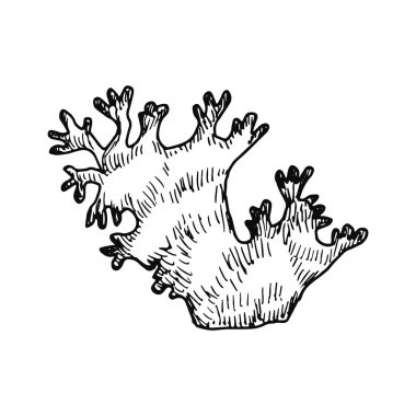 bitki filiz. Beyaz arka plan üzerinde izole vektör.