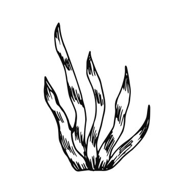 yosun Icon set. Deniz bitki izole.