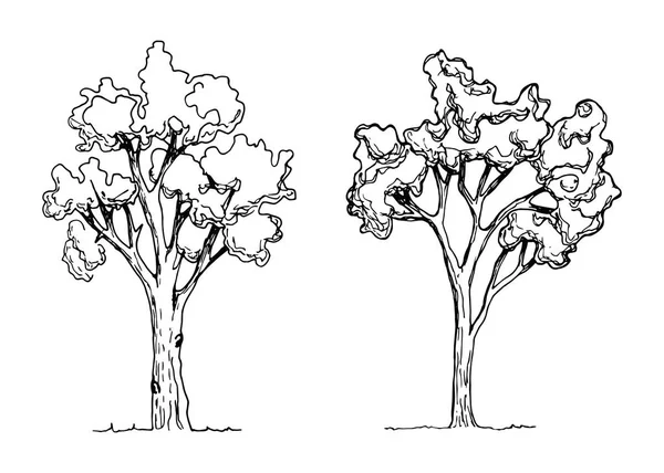 Bäume Vektorskizze Handzeichnung — Stockvektor