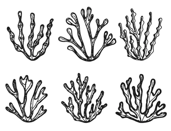 Algen Geïsoleerde Objecten Vintage Set Een Witte Achtergrond — Stockvector