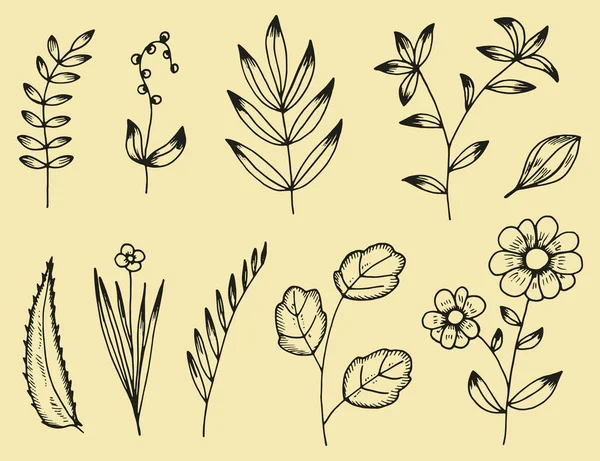 Plants Set Botanical Hand Drawn Vector Drawings Vintage Isolated — Stock Vector