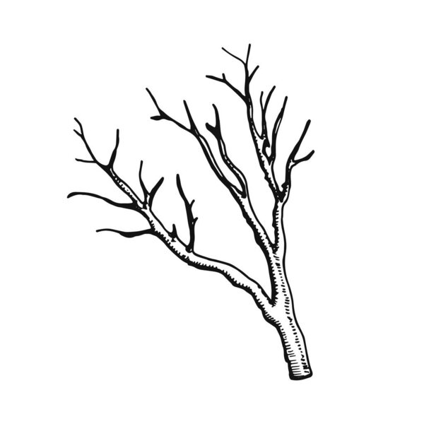 twig drawing of a handmade monochrome vector. isolated