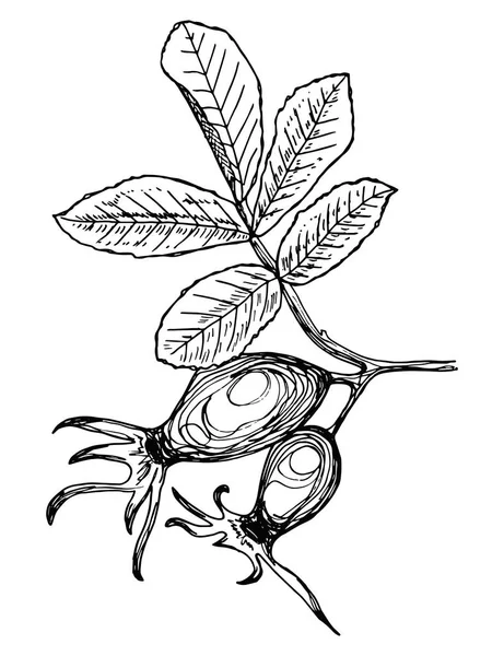 枝に葉 孤立したシルエット — ストックベクタ