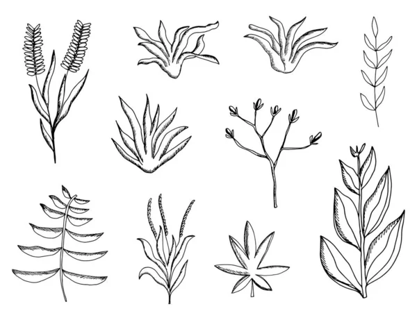 Växt Blad Uppsättning Botaniska Handritade Vektorritningar Vintage Isolerade Element — Stock vektor