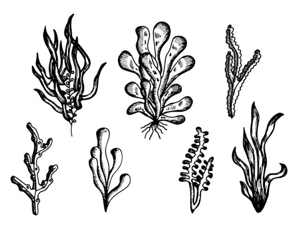 algae drawing handmade monochrome vector. isolated