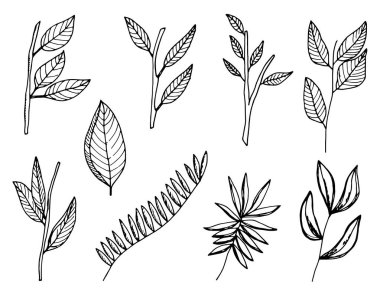 dallar kümesi bitkiler ve bırakır. izole çizimler.