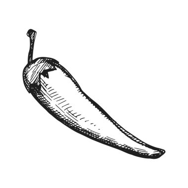 biber simge vektör kroki. İzoleli el çizimi.