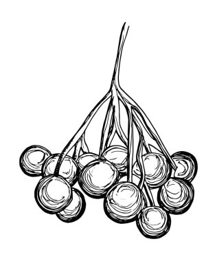 bir şube yapraklarda. izole siluet.