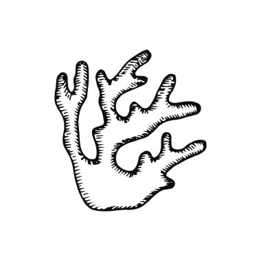 yosun Icon set. Deniz bitki izole.