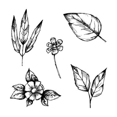 bitki botanik çizilmiş vektör çizimleri kümesi bırakır. Vintage izole öğeleri.