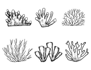 yosun Icon set. Deniz bitki izole.