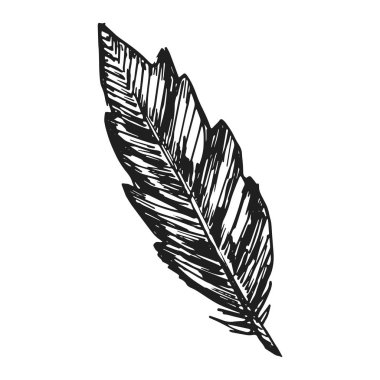 tüy kuş simge vektör kroki. İzoleli el çizimi.