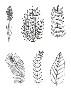 bitki botanik çizilmiş vektör çizimleri kümesi bırakır. Vintage izole öğeleri.