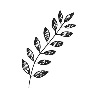 spikelet simge vektör kroki. el çizimi.