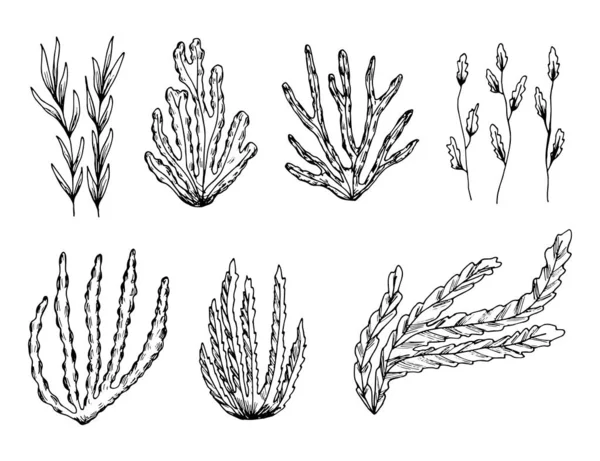 Conjunto Iconos Algas Plantas Marinas Aisladas — Archivo Imágenes Vectoriales