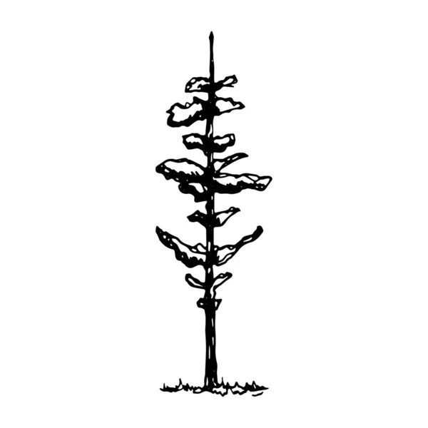 树向量草图 — 图库矢量图片