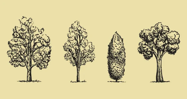 Дерева Векторний Ескіз Малюнок Рук — стоковий вектор