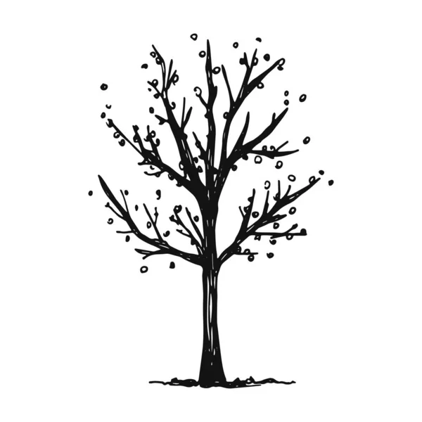 立ち葉で秋のツリー 分離されたベクトル — ストックベクタ