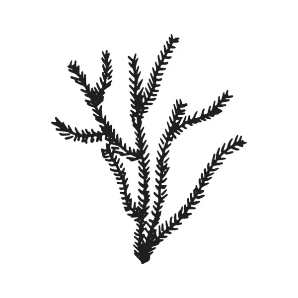 Alger Ikonuppsättning Marina Växter Isolerade — Stock vektor