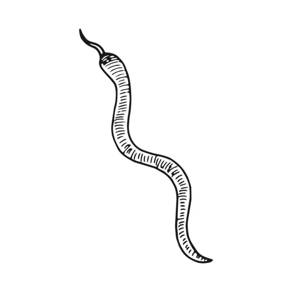 Snake Ruční Kreslení Vektorové Vintage Izolační Prvek — Stockový vektor