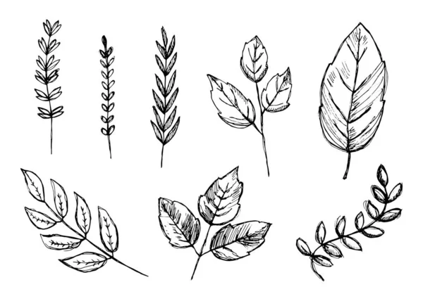 Folhas Plantas Conjunto Desenhos Vetoriais Botânicos Desenhados Mão Elementos Isolados —  Vetores de Stock