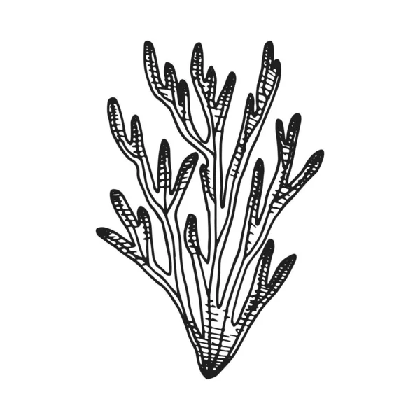 Alger Ikonuppsättning Marina Växter Isolerade — Stock vektor