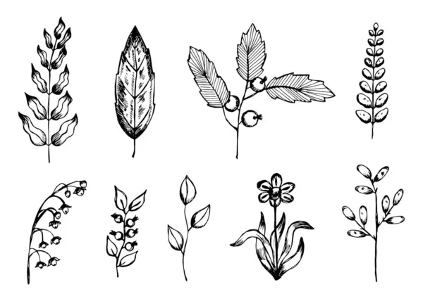 Serie Foglie Vegetali Disegni Vettoriali Botanici Disegnati Mano Elementi Isolati — Vettoriale Stock