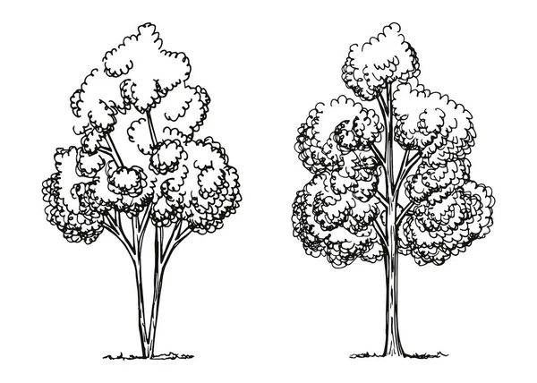 Bozzetto Vettore Alberi Disegno Mano — Vettoriale Stock