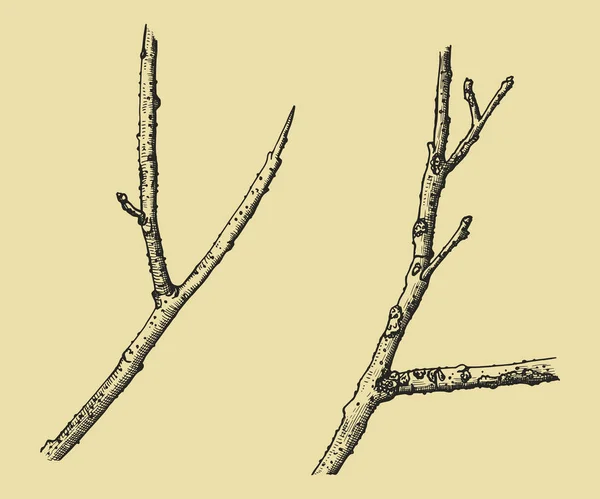 一个手工制作的单色矢量的树枝画 — 图库矢量图片