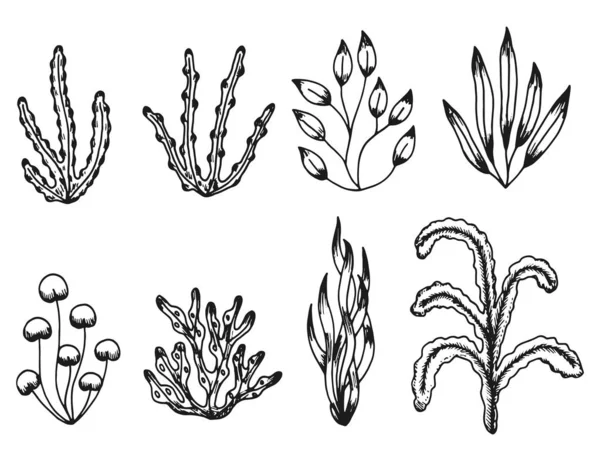 Algae Icon Set Marine Plants Isolated — Stock Vector