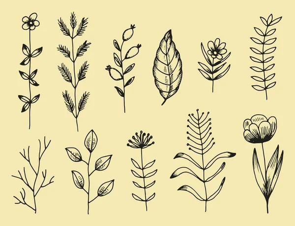 Växter Uppsättning Botaniska Handritade Vektorritningar Vintage Isolerade Element — Stock vektor