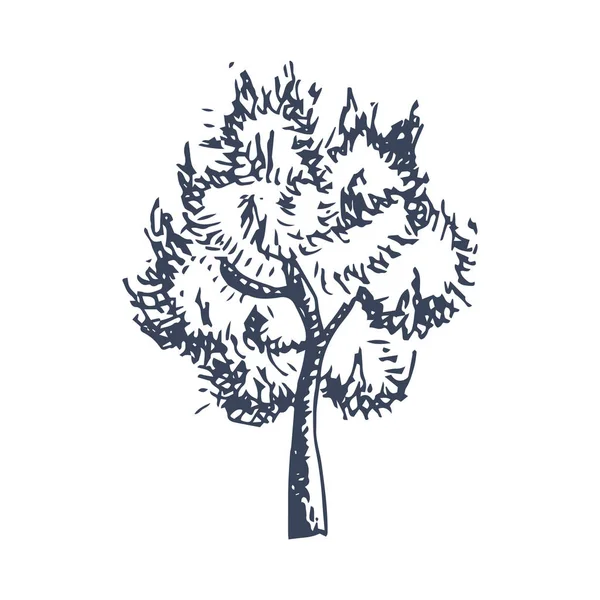 Träd Vektor Skiss Hand Ritning — Stock vektor