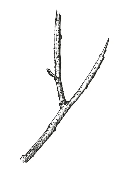 Desenho Galho Vetor Monocromático Feito Mão Isolado —  Vetores de Stock