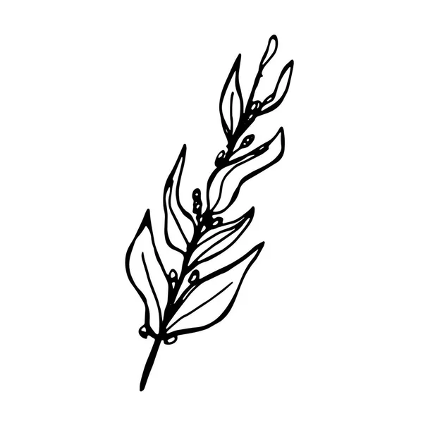 Растение Вектор Белом Фоне — стоковый вектор