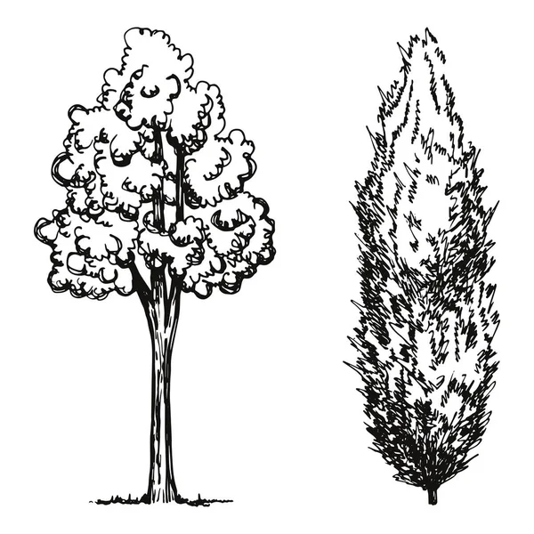 Bäume Vektorskizze Handzeichnung — Stockvektor