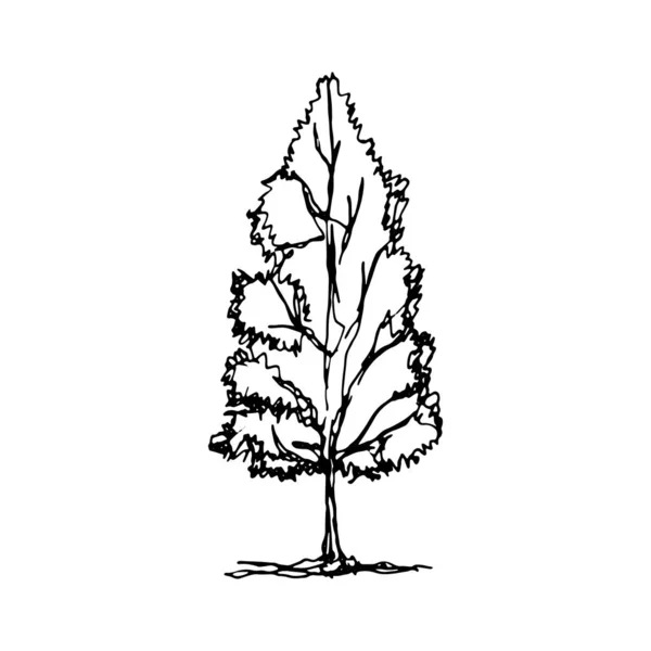 Strom Vektorové Skici Ruční Kresba — Stockový vektor