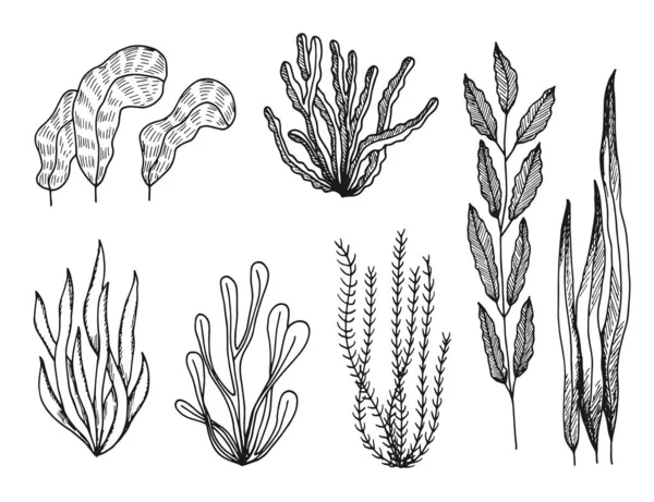 Algas Conjunto Bocetos Vectoriales Dibujos Aislados — Archivo Imágenes Vectoriales