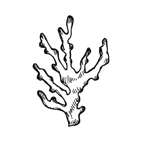 Набор Значков Водорослей Морские Растения — стоковый вектор